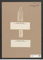 Frustulia bohemica var. fossilis (Ehr.) (de-Toni-Nr.: Genus 19, Species 1164) Zeichnungen Sammlung Grunow Nr. 2274 (NHMW-BOT-W0369390)